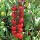 50 Seeds Nectar Tomato Tomatoe Vegetable Garden Edible Canning Fresh For Garden