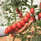 50 Seeds Mountain Vineyard Tomato Tomatoe Vegetable Garden Edible Canning Fresh For Garden 50 Seeds Mountain Vineyard Tomato Tomatoe Vegetable Garden Edible Canning Fresh For Garden