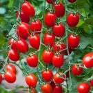 50 Seeds Mighty Sweet Tomato Tomatoe Vegetable Garden Edible Canning Fresh For Garden