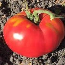 50 Seeds Martin Tomato Tomatoe Vegetable Garden Edible Canning Fresh For Garden