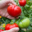 50 Seeds Marmande Tomato Tomatoe Vegetable Garden Edible Canning Fresh For Garden