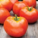 50 Seeds Marion Tomato Tomatoe Vegetable Garden Edible Canning Fresh For Garden