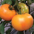 50 Seeds Maidens Gold Tomato Tomatoe Vegetable Garden Edible Canning Fresh For Garden