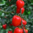 50 Seeds Lovertino Tomato Tomatoe Vegetable Garden Edible Food Fresh For Garden