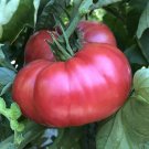50 Seeds Kolb Tomato Tomatoe Vegetable Garden Edible Food Fresh For Garden