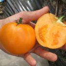 50 Seeds Jubilee Tomato Tomatoe Vegetable Garden Edible Food Fresh For Garden