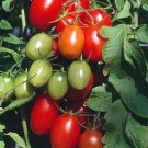 50 Seeds Jolly Elf Tomato Tomatoe Vegetable Garden Edible Food Fresh For Garden