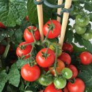 50 Seeds Jetsonic Tomato Tomatoe Vegetable Garden Edible Food Fresh For Garden