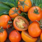 50 Seeds Jaune Flamme Tomato Tomatoe Vegetable Garden Edible Food Fresh For Garden