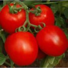 50 Seeds Invincible Tomato Juicy Tomatoe Vegetable Garden Edible Food Fresh For Garden