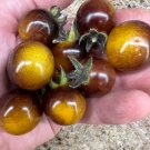 50 Seeds Indigo Gold Berries Tomato Juicy Tomatoe Vegetable Garden Edible Food Fresh For Garden 50 Seeds Indigo Gold Berries Tomato Juicy Tomatoe Vegetable Garden Edible Food Fresh For Garden