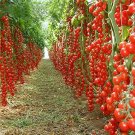 50 Seeds Hybrid 46 Tomato Juicy Tomatoe Vegetable Garden Edible Food Fresh For Garden 50 Seeds Hybrid 46 Tomato Juicy Tomatoe Vegetable Garden Edible Food Fresh For Garden