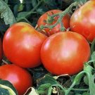 50 Seeds Holland Tomato Juicy Tomatoe Vegetable Garden Edible Food Fresh For Garden
