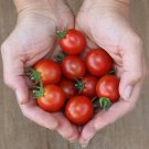 50 Seeds Helix Tomato Juicy Tomatoe Vegetable Garden Edible Food Fresh For Garden