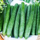 25 Seeds Zipangu Cucumbers Planting Edible Food Canning Pickling Fresh For Garden