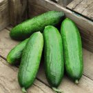 25 Seeds Vega Cucumbers Planting Edible Food Canning Pickling Fresh For Garden