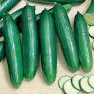 25 Seeds Turbo Cucumbers Planting Edible Food Canning Pickling Fresh For Garden