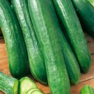 25 Seeds Tiffany Cucumbers Planting Edible Food Canning Pickling Fresh For Garden