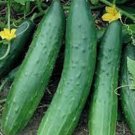 25 Seeds Tanja Cucumbers Planting Edible Food Canning Pickling Fresh For Garden