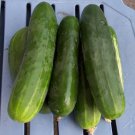 25 Seeds Talladega Cucumbers Planting Edible Food Canning Pickling Fresh For Garden