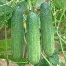 25 Seeds Sultan Cucumbers Planting Edible Food Canning Pickling Fresh For Garden