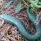 25 Seeds Chinese Snake Cucumbers Planting Edible Food Canning Pickling Fresh For Garden