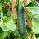 25 Seeds Salad Bh Cucumbers Planting Edible Food Canning Pickling Fresh For Garden