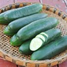 25 Seeds Poinsett 76 Cucumbers Planting Edible Food Canning Pickling Fresh For Garden