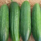 25 Seeds Picolino Cucumbers Planting Edible Food Canning Pickling Fresh For Garden