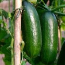 25 Seeds Persika Cucumbers Planting Edible Food Canning Pickling Fresh For Garden