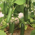 25 Seeds Panther Cucumbers Planting Edible Food Canning Pickling Fresh For Garden