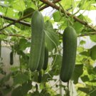 25 Seeds Munchmore Cucumbers Planting Edible Food Fresh For Garden