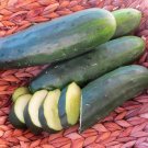 25 Seeds Marketmore 97 Cucumbers Planting Edible Food Fresh For Garden 25 Seeds Marketmore 97 Cucumbers Planting Edible Food Fresh For Garden