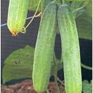 25 Seeds Lucky Dance Cucumbers Planting Edible Food Fresh For Garden