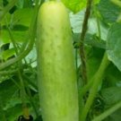 25 Seeds Laura Cucumbers Planting Edible Food Fresh For Garden