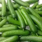 25 Seeds Katrina Cucumbers Planting Edible Food Fresh For Garden