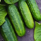 25 Seeds Jawell Cucumbers Planting Edible Food Fresh For Garden