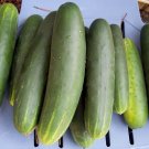 25 Seeds Indy Cucumbers Planting Edible Food Fresh For Garden