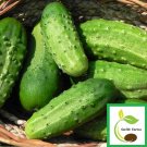 25 Seeds Indio Cucumbers Planting Edible Food Fresh For Garden