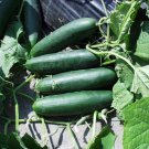 25 Seeds Impact Cucumbers Planting Edible Food Fresh For Garden