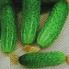 25 Seeds Hmx 8416 Cucumbers Planting Edible Food Fresh For Garden 25 Seeds Hmx 8416 Cucumbers Planting Edible Food Fresh For Garden