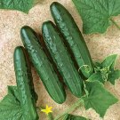 25 Seeds General Lee Cucumbers Planting Edible Food Fresh For Garden 25 Seeds General Lee Cucumbers Planting Edible Food Fresh For Garden