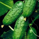 25 Seeds Fountain Cucumbers Planting Edible Food Garden Fresh For Garden