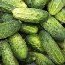 25 Seeds Fatum Cucumbers Planting Edible Food Garden Fresh For Garden