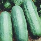 25 Seeds Exocet Cucumbers Planting Edible Food Garden Fresh For Garden