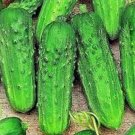 25 Seeds Delizia Cucumbers Planting Edible Food Garden Fresh For Garden
