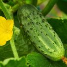25 Seeds Cortez Cucumbers Planting Edible Food Garden Fresh For Garden