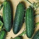 25 Seeds Cool Breeze Cucumbers Planting Edible Food Garden Fresh For Garden 25 Seeds Cool Breeze Cucumbers Planting Edible Food Garden Fresh For Garden