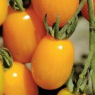 50 Seeds Golden Sweet Tomato Juicy Tomatoe Vegetable Garden Edible Food Fresh For Garden