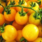 50 Seeds Golden Sunshine Tomato Juicy Tomatoe Vegetable Garden Edible Food Fresh For Garden